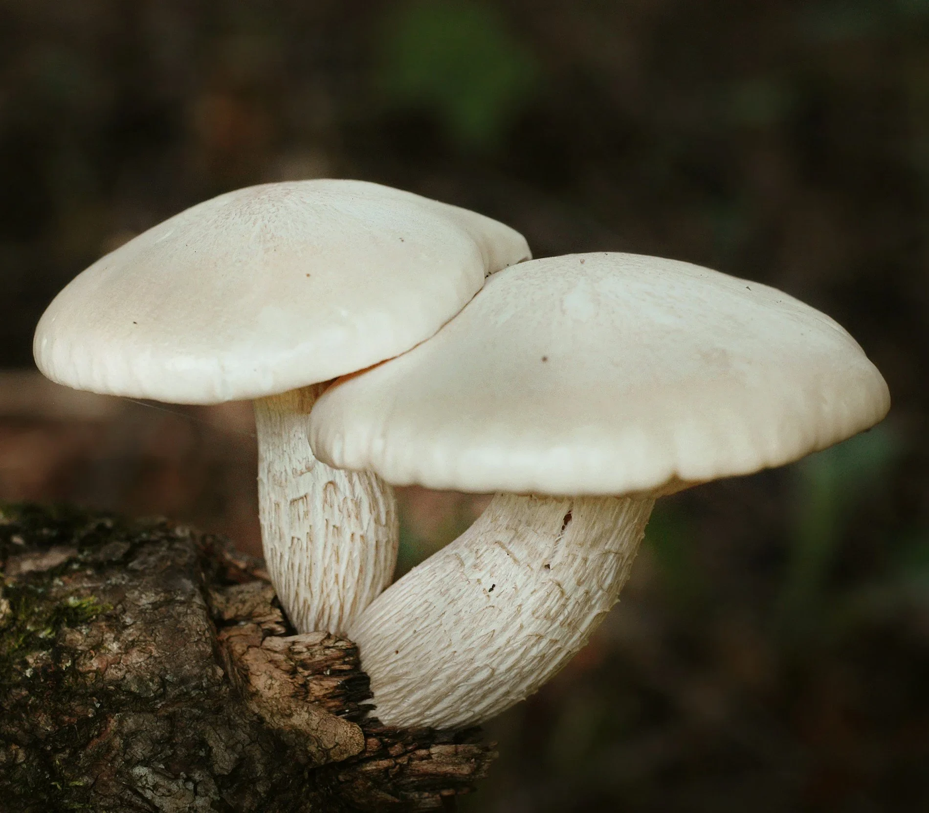 What we talk about when we talk about: parental love